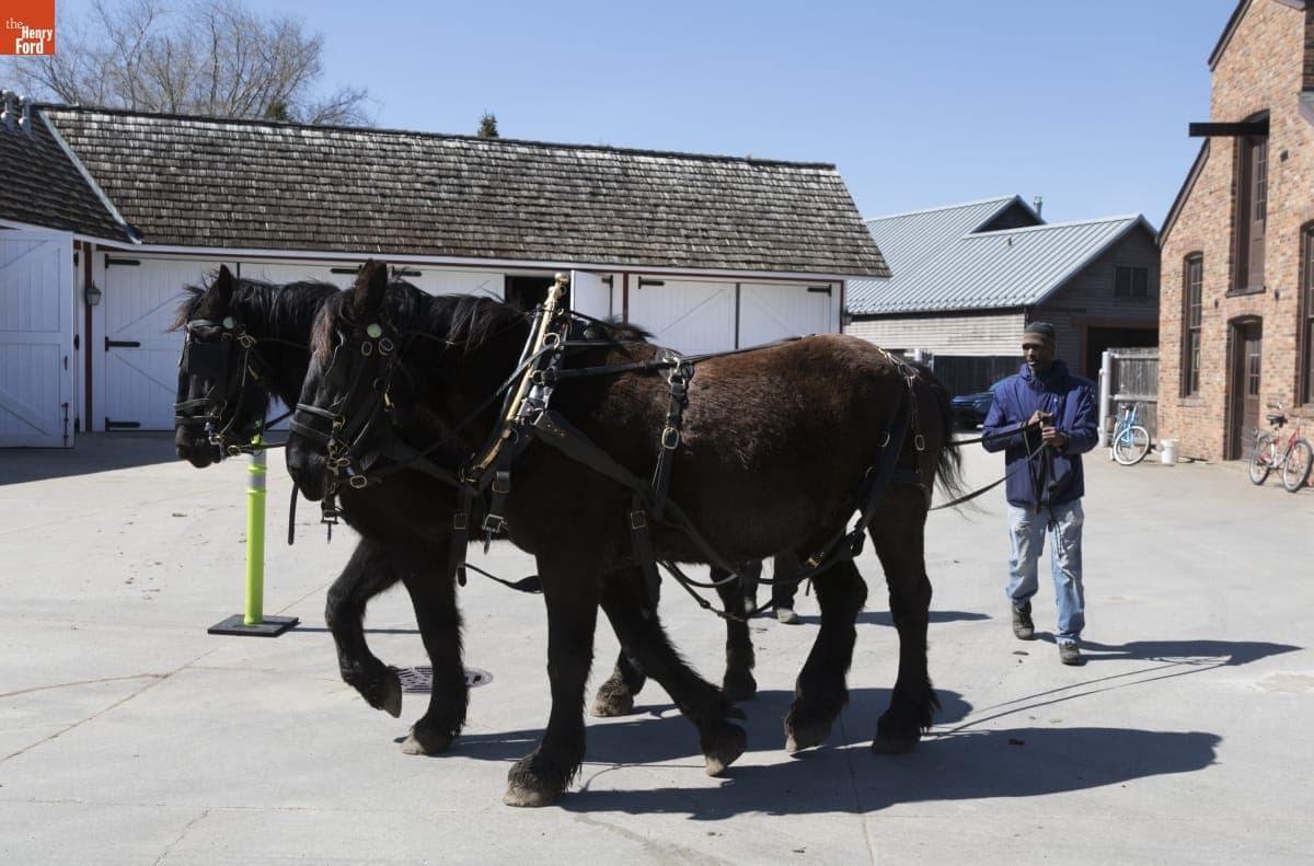 Melvin Parson Ground Driving Horses at William Ford Barn in Greenfield Village