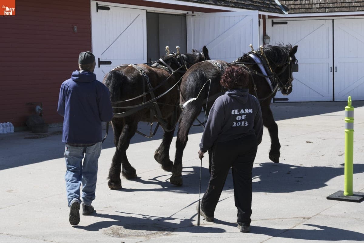 Melvin Parson Ground Driving Horses at William Ford Barn in Greenfield Village