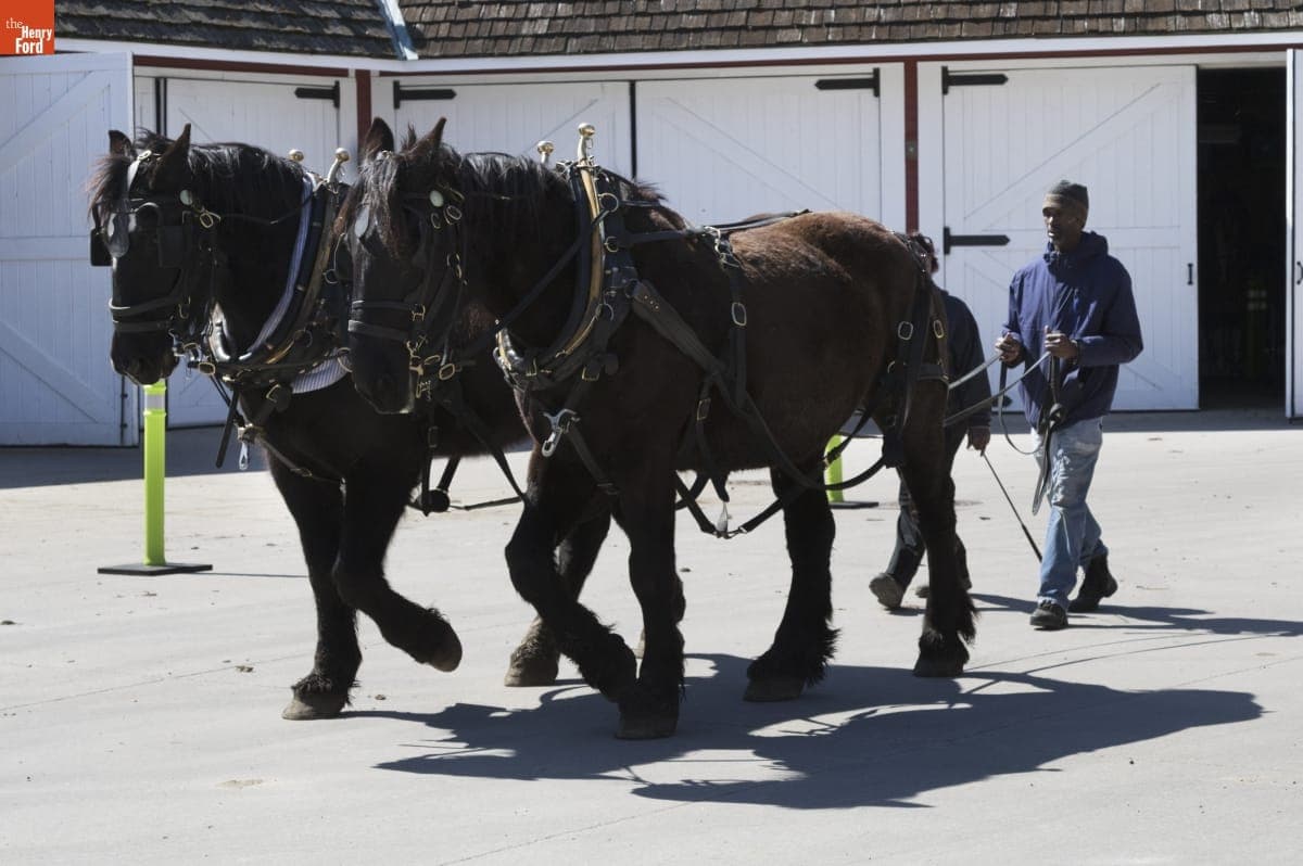 Melvin Parson Ground Driving Horses at William Ford Barn in Greenfield Village