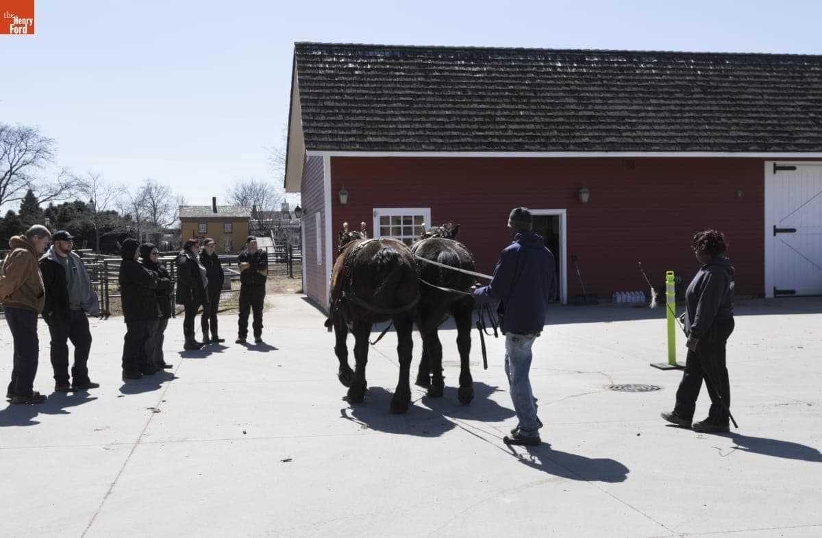 Melvin Parson Ground Driving Horses at William Ford Barn in Greenfield Village