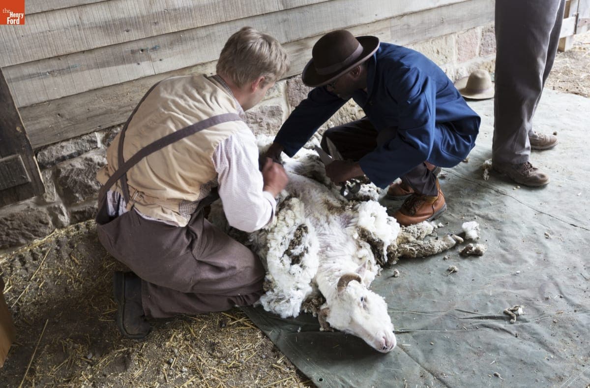 Melvin Parson Shearing a Sheep at Firestone Farm in Greenfield Village