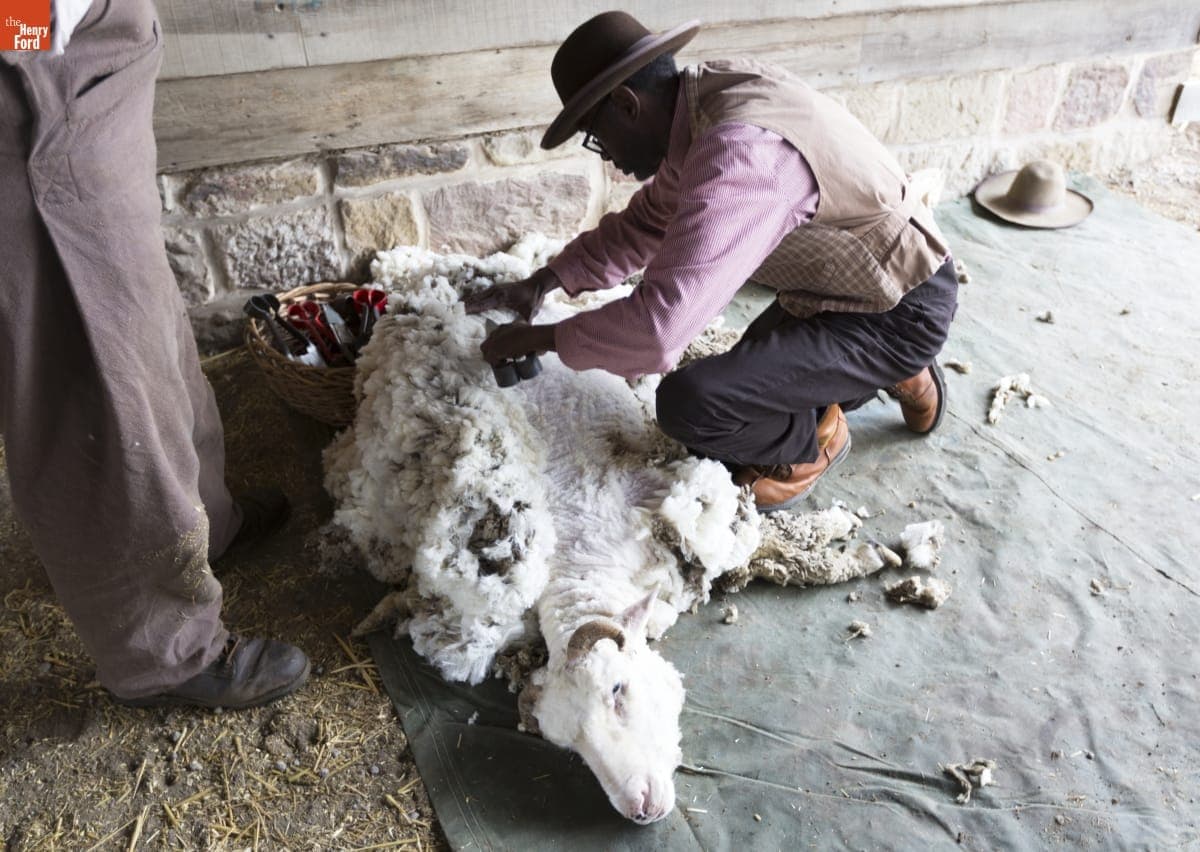 Melvin Parson Shearing a Sheep at Firestone Farm in Greenfield Village