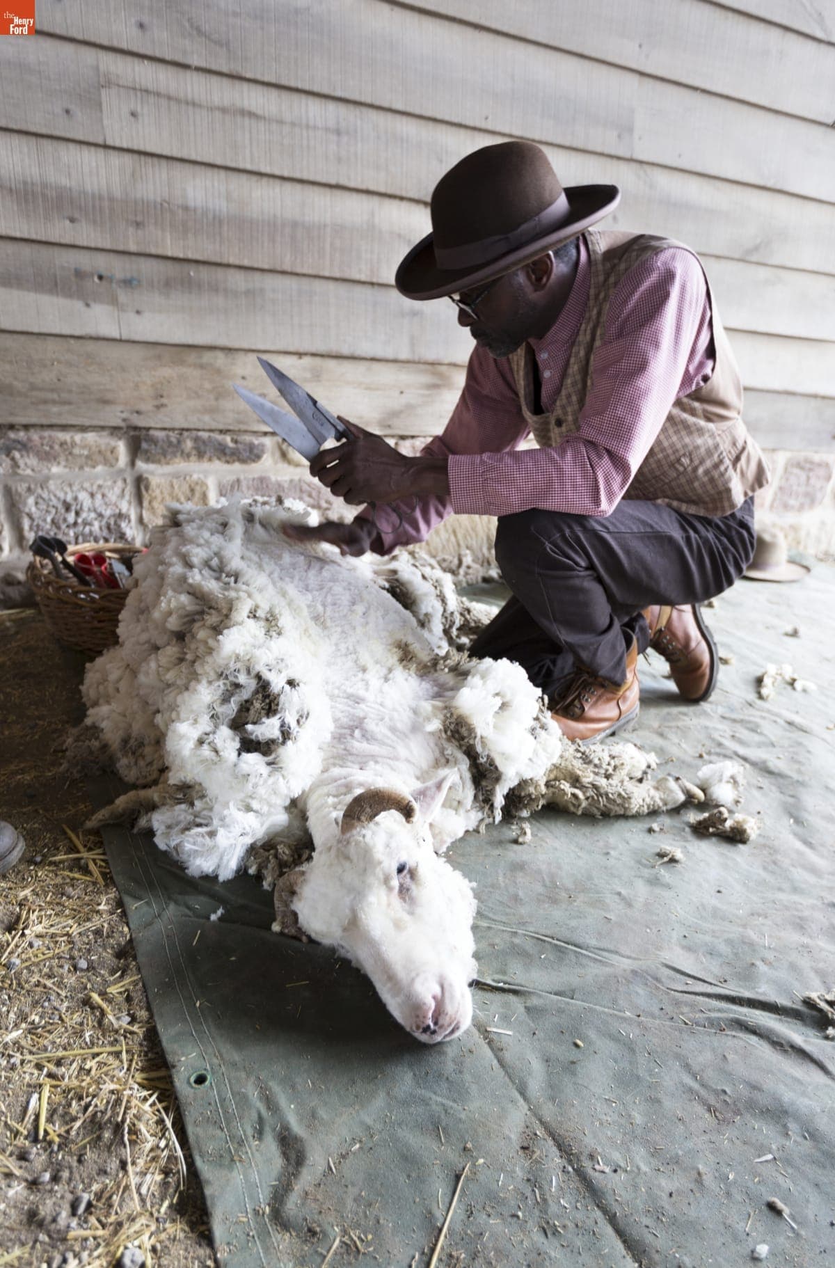 Melvin Parson Shearing a Sheep at Firestone Farm in Greenfield Village