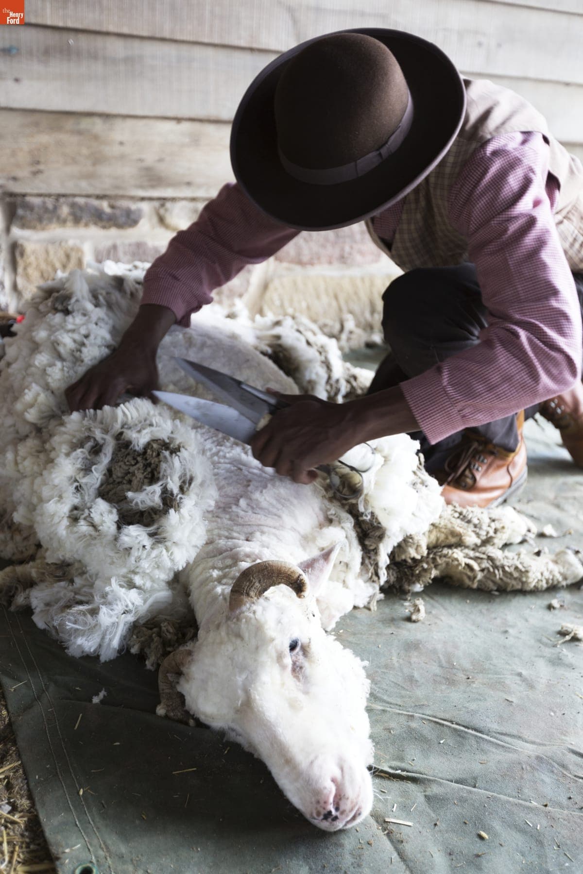Melvin Parson Shearing a Sheep at Firestone Farm in Greenfield Village