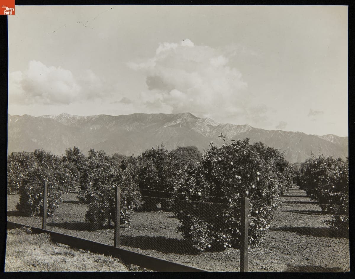 Orange Groves and Snow-Capped Peaks, circa 1900