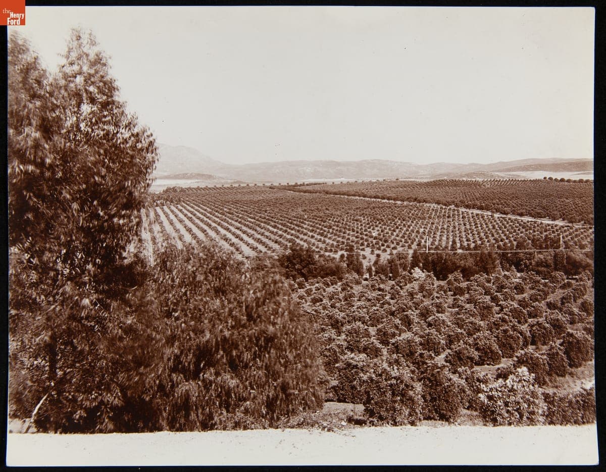 Orange Groves, Riverside, California, circa 1900
