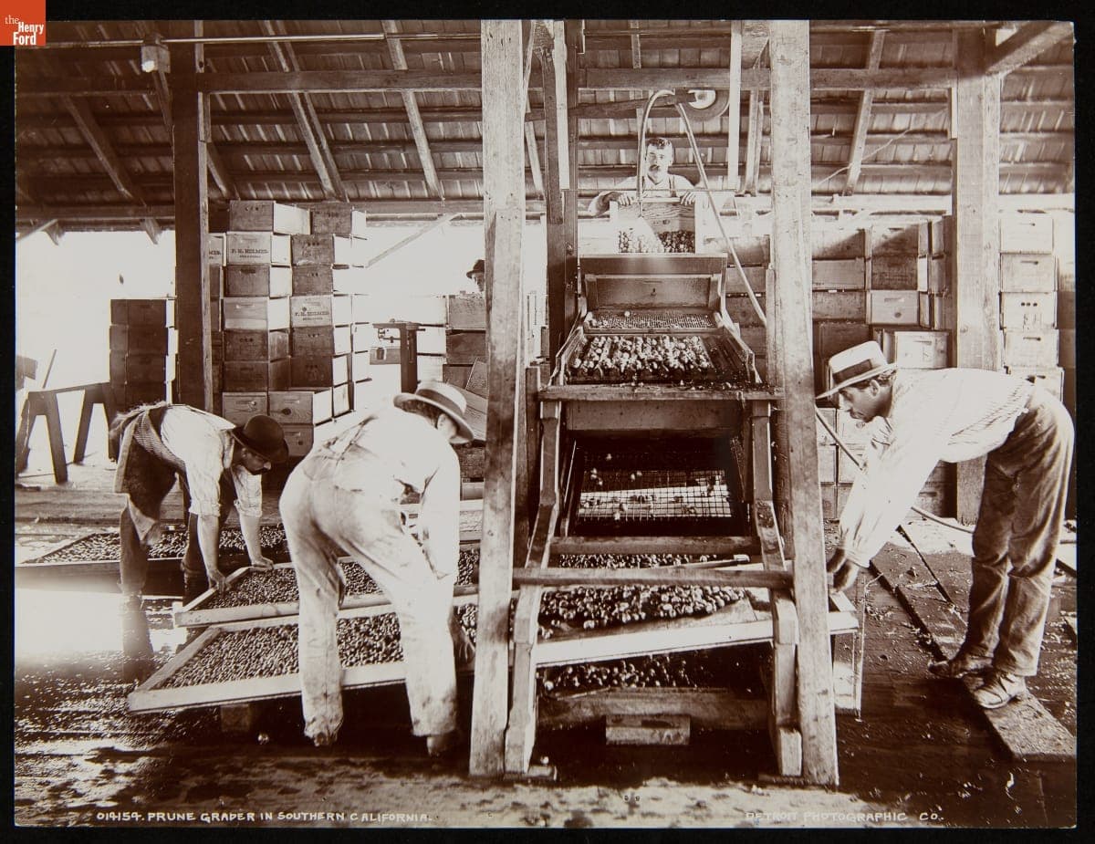 Prune Graders in Southern California, 1892-1917