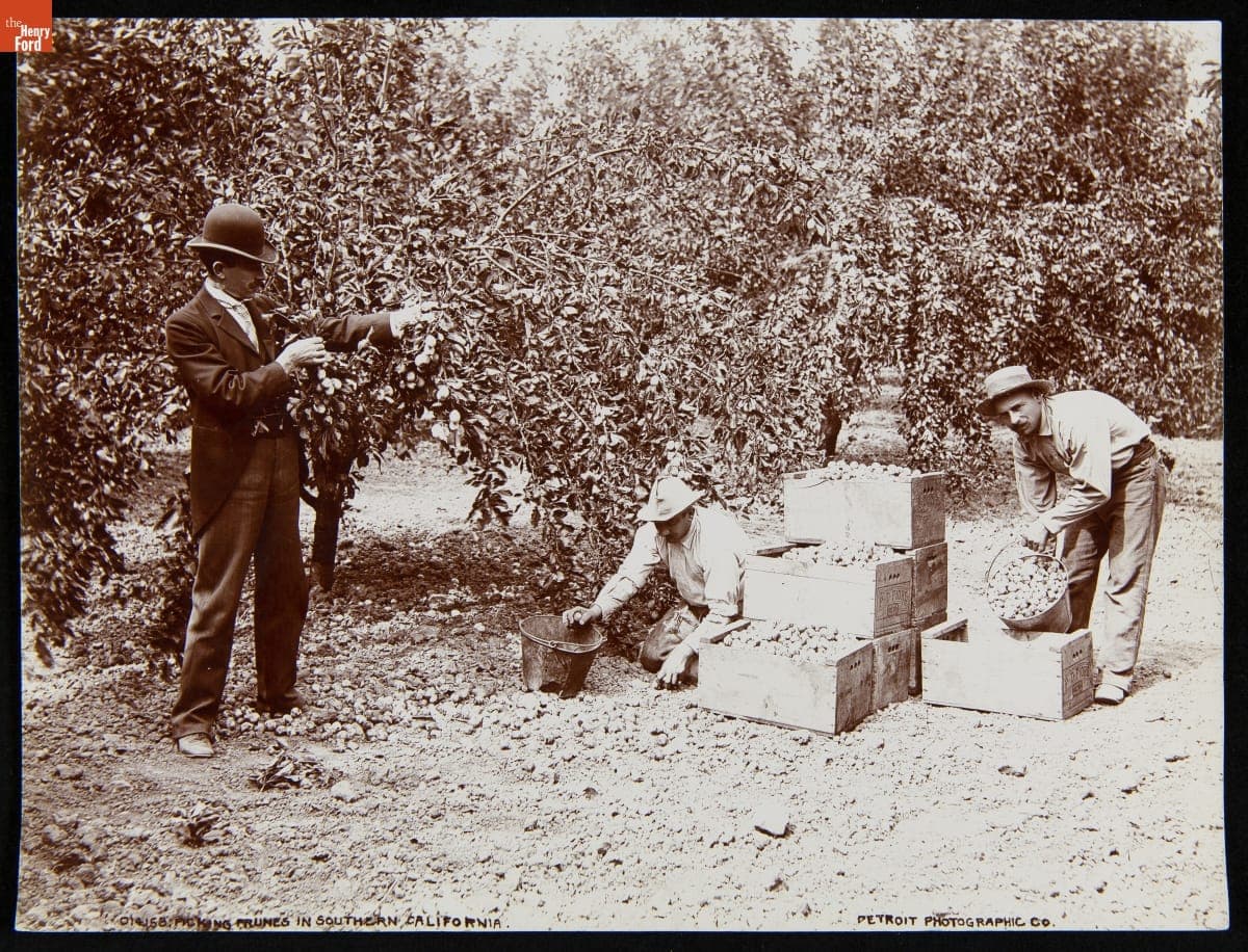 Picking Prunes in Southern California, 1890-1910