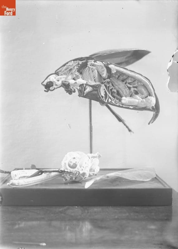Children's Museum, Insect Model, 1890-1915