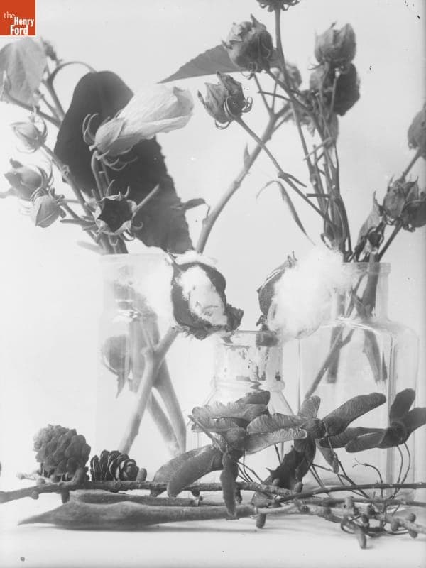 Children's Museum, Twigs and Pinecones, 1890-1915