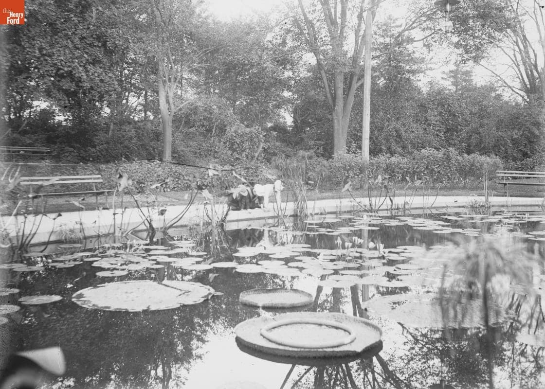 Prospect Park, Lily Pond, 1890-1915
