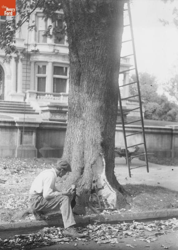 Caring for Trees, 1890-1915