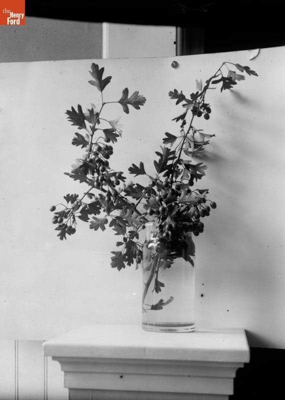 Dried Wildflowers, 1890-1915