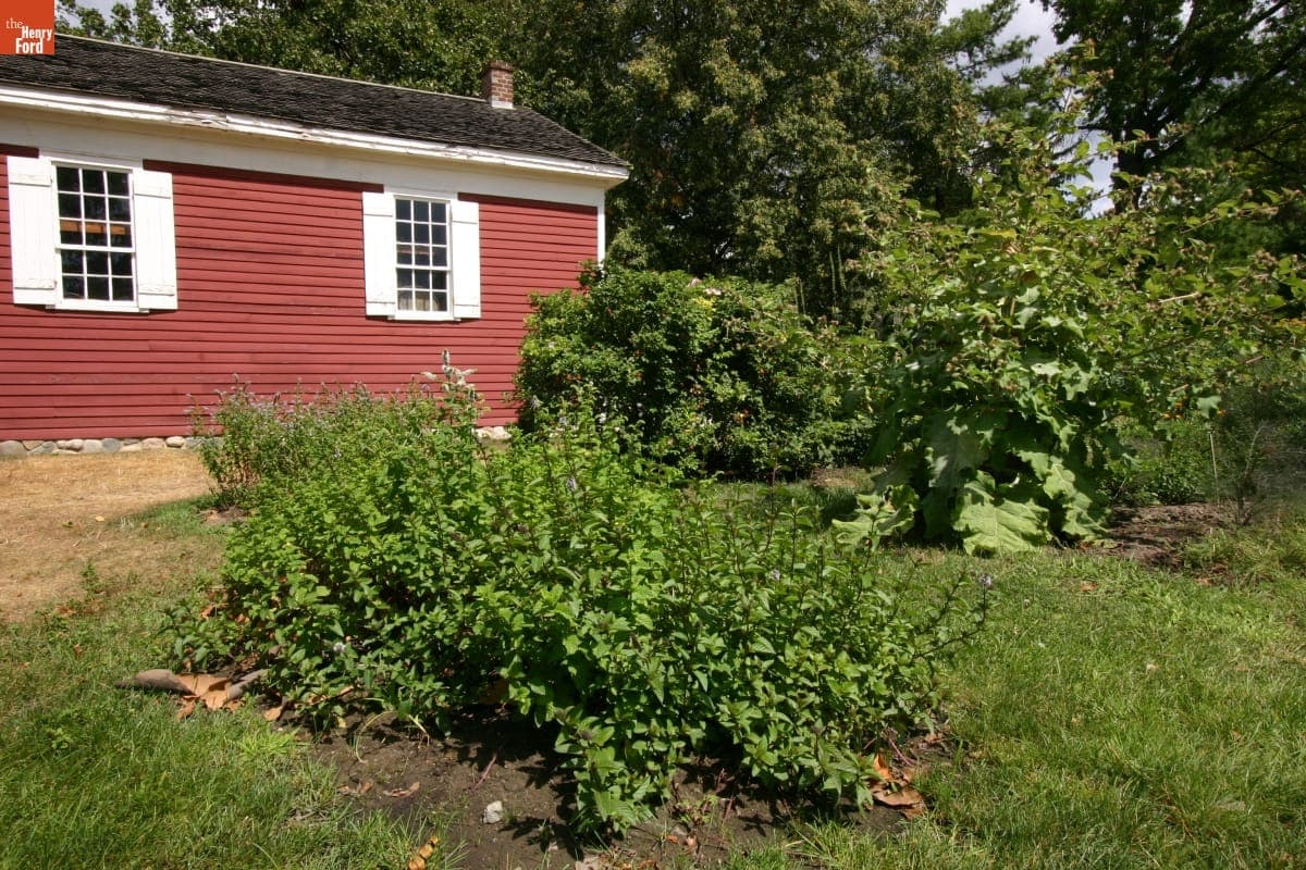 Garden by Dr. Howard's Office in Greenfield Village, August 2008