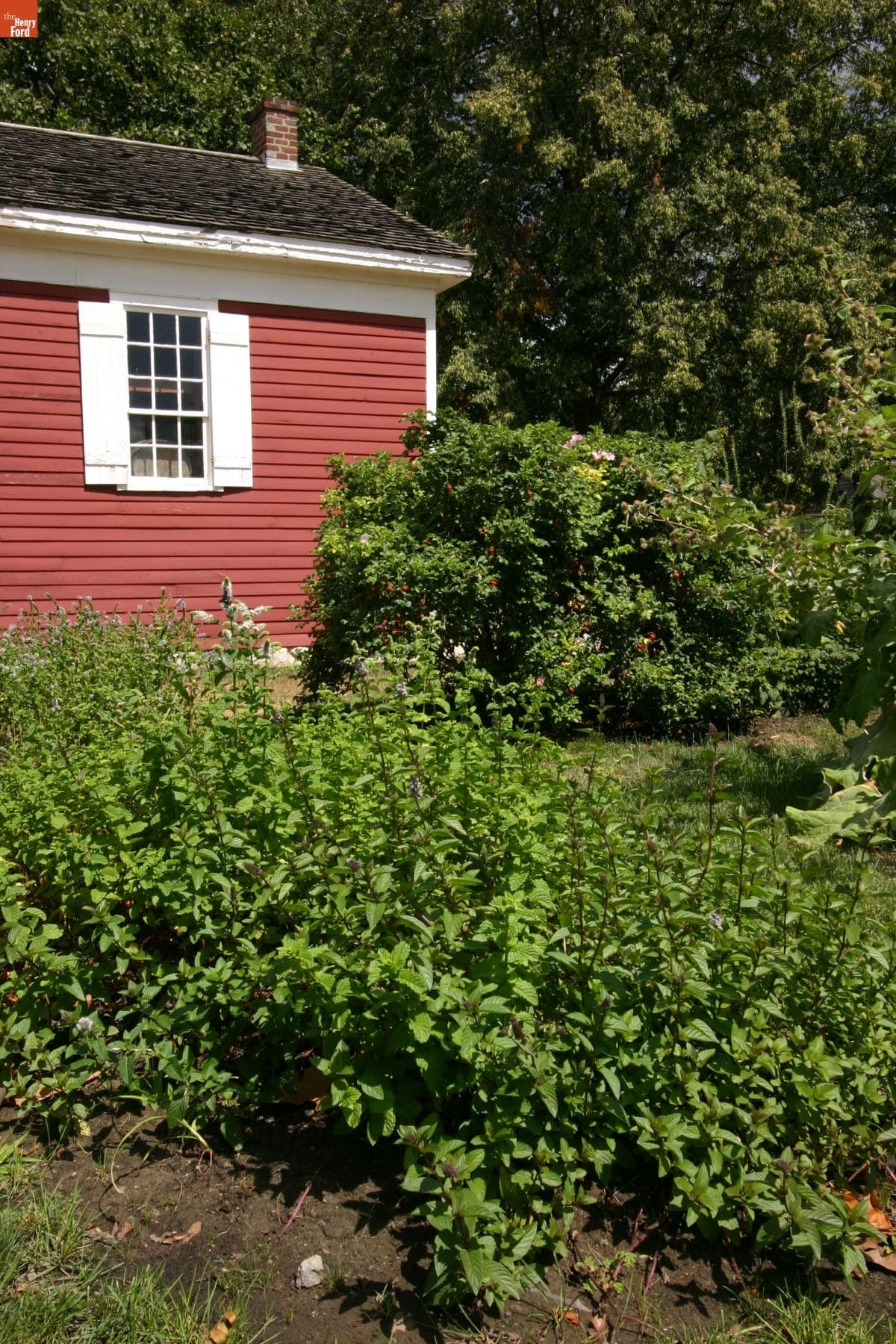 Garden by Dr. Howard's Office in Greenfield Village, August 2008