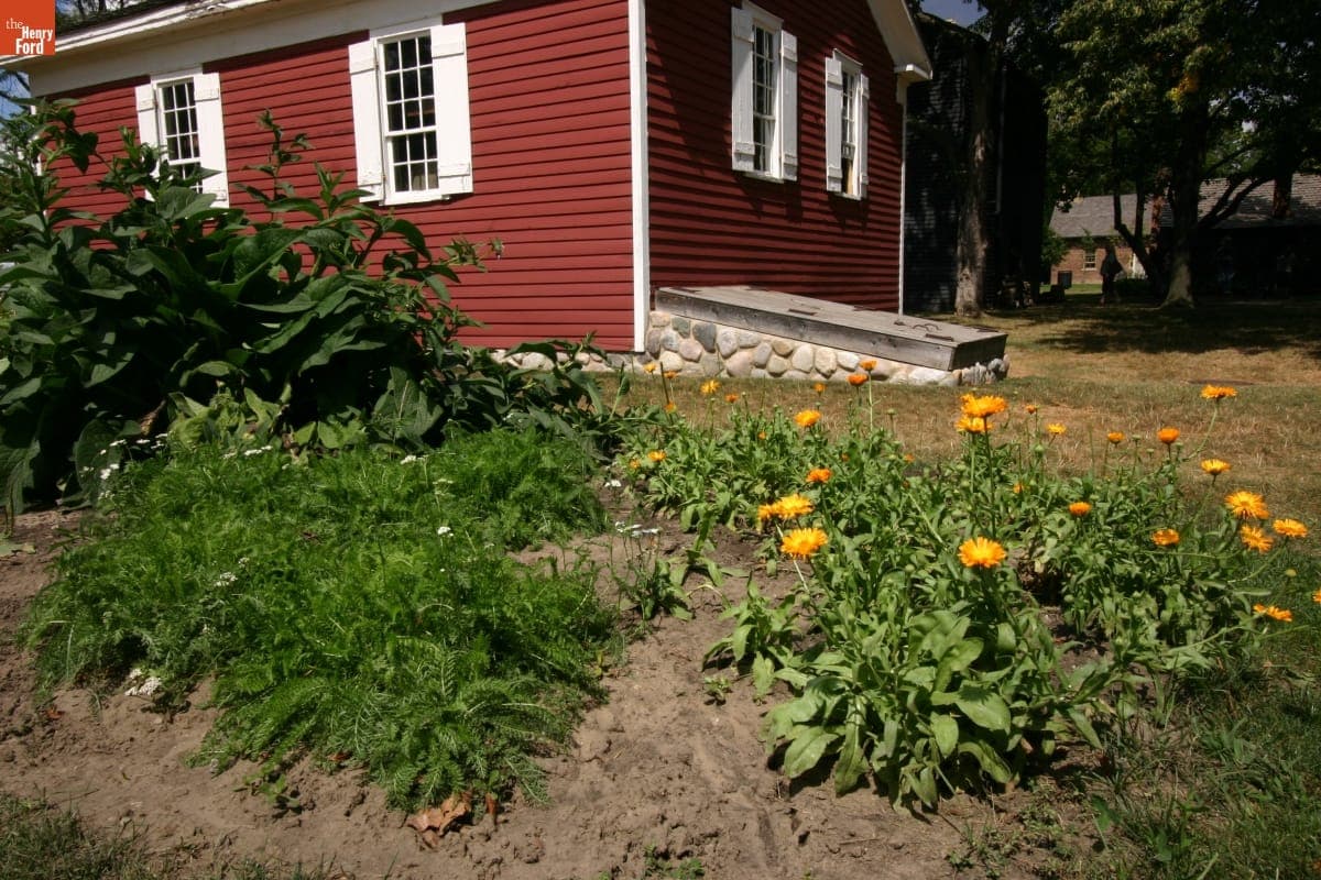 Garden by Dr. Howard's Office in Greenfield Village, August 2008