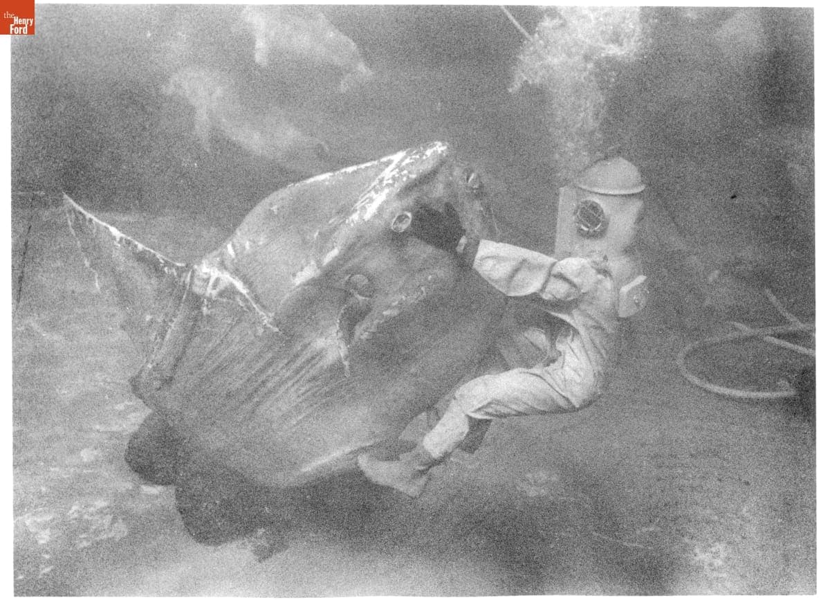 Miami Seaquarium Diver with an Ocean Sunfish, circa 1961