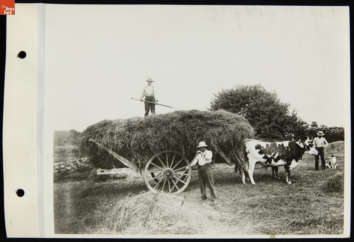 Hay Wagon Drawn by Oxen, York, Maine, 1890
