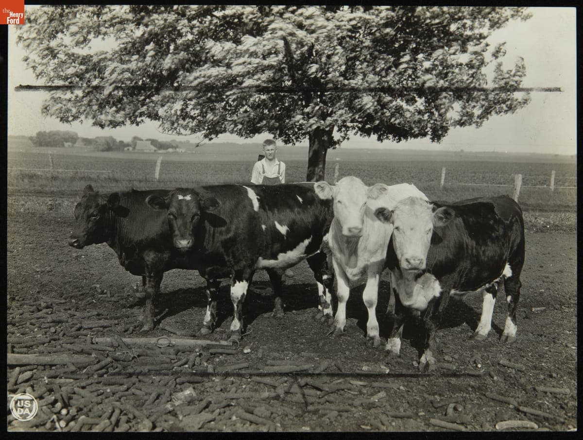 Farming Club Boy in a Field with Cattle, 1923-1924