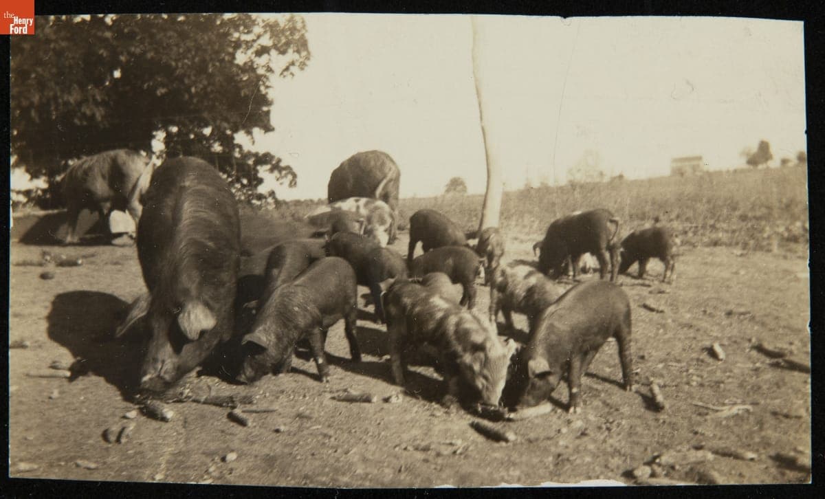 Free-Range Sows and Piglets Eating Ear Corn, 1920-1930