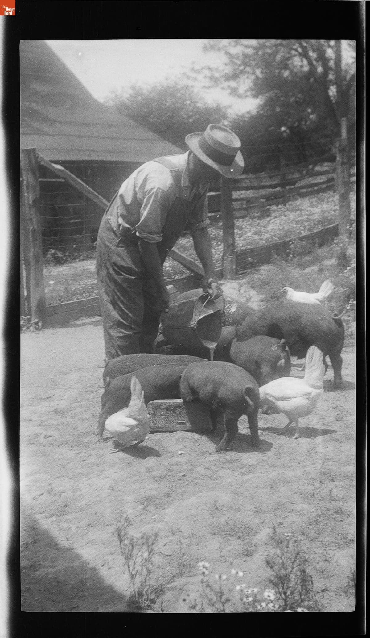 Farmer Feeding Pigs and Chickens, circa 1935