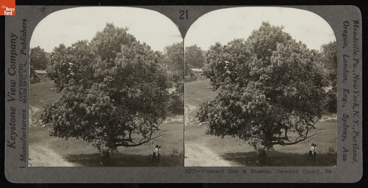 Chestnut Tree in Blossom, Crawford County, Pa., circa 1910