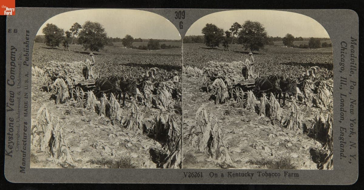 On a Kentucky Tobacco Farm