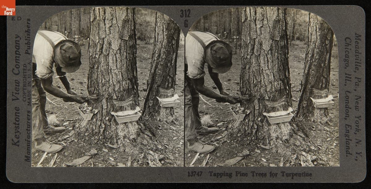 Tapping Pine Trees for Turpentine, circa 1926