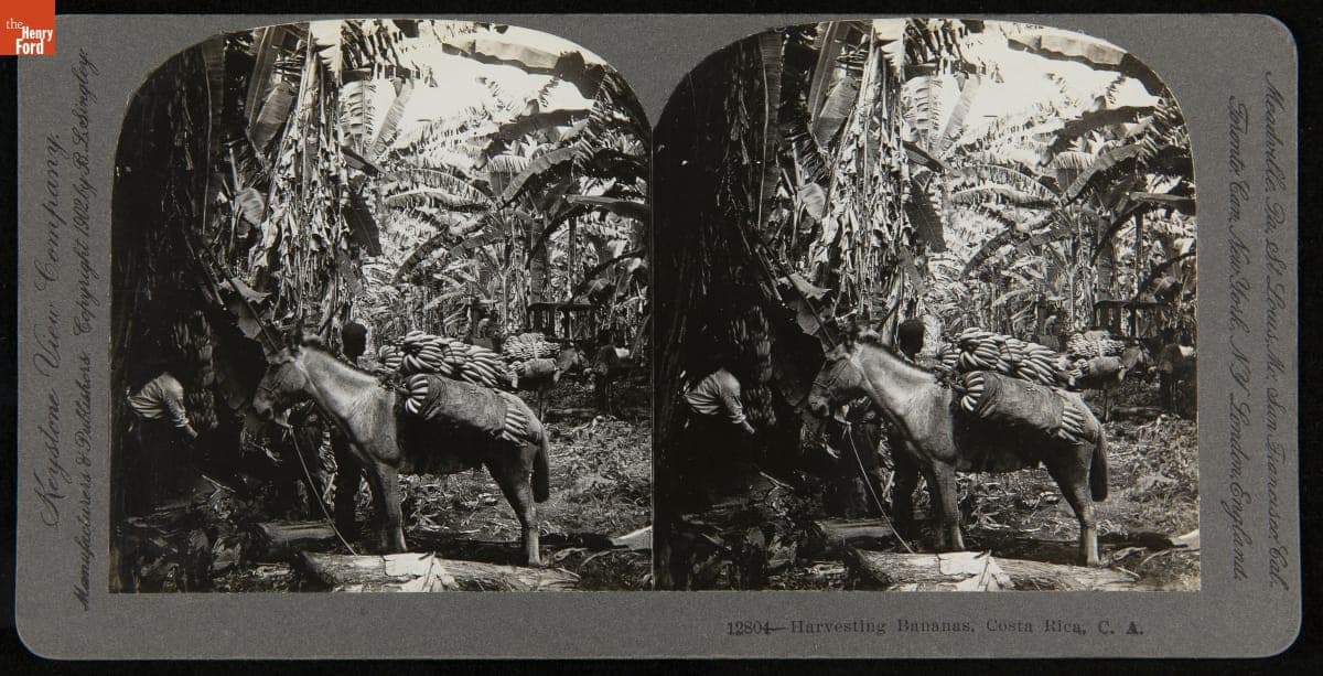 Harvesting Bananas, Costa Rica, 1902