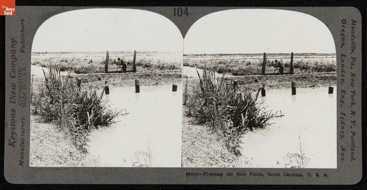 Flooding the Rice Fields, South Carolina, U.S.A., 1905-1915
