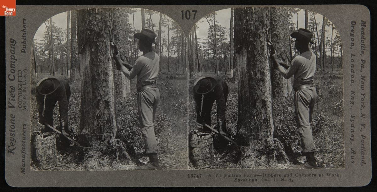 A Turpentine Farm--Dippers and Chippers at Work, Savannah, Ga., U.S.A., 1904