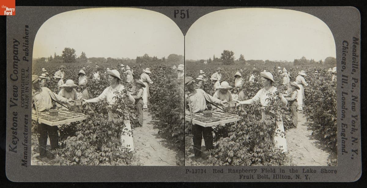 Red Raspberry Field in the Lake Shore Fruit Belt, Hilton, New York, 1919