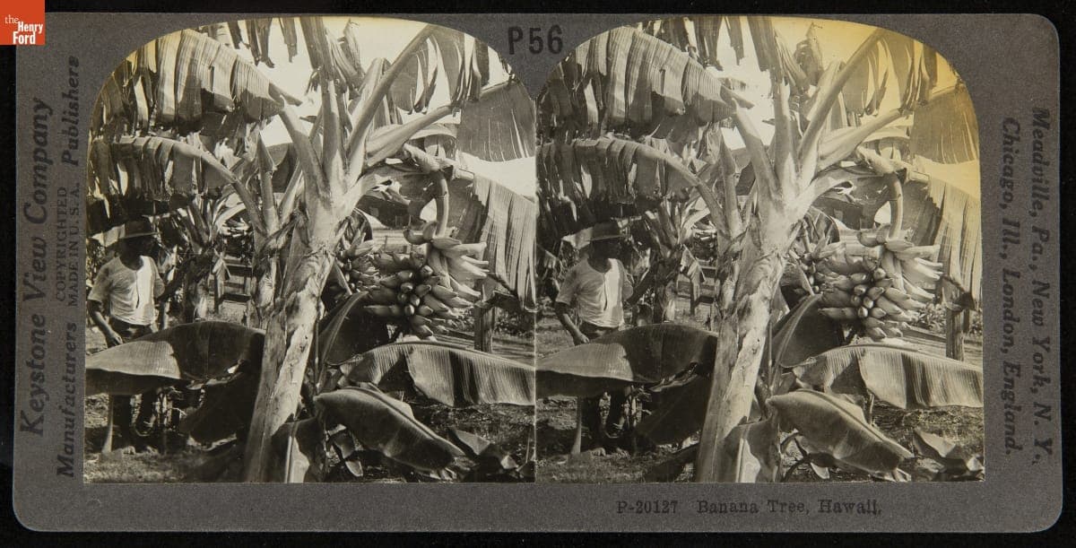 Banana Tree, Hawaii, 1906