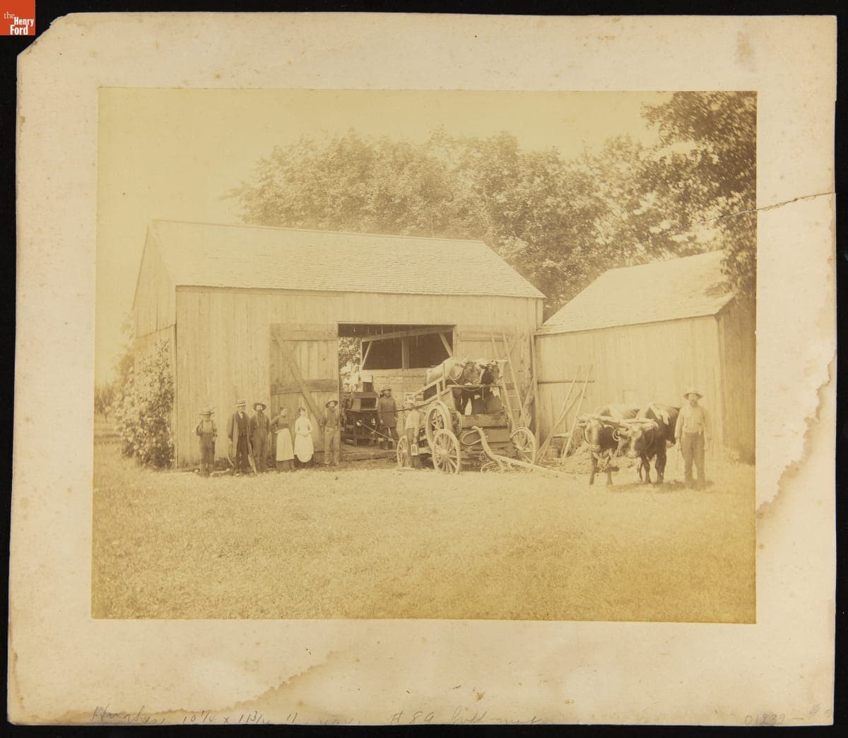 Treadmill Operated by Oxen on the Perkins Farm, Bethany, Connecticut, circa 1880