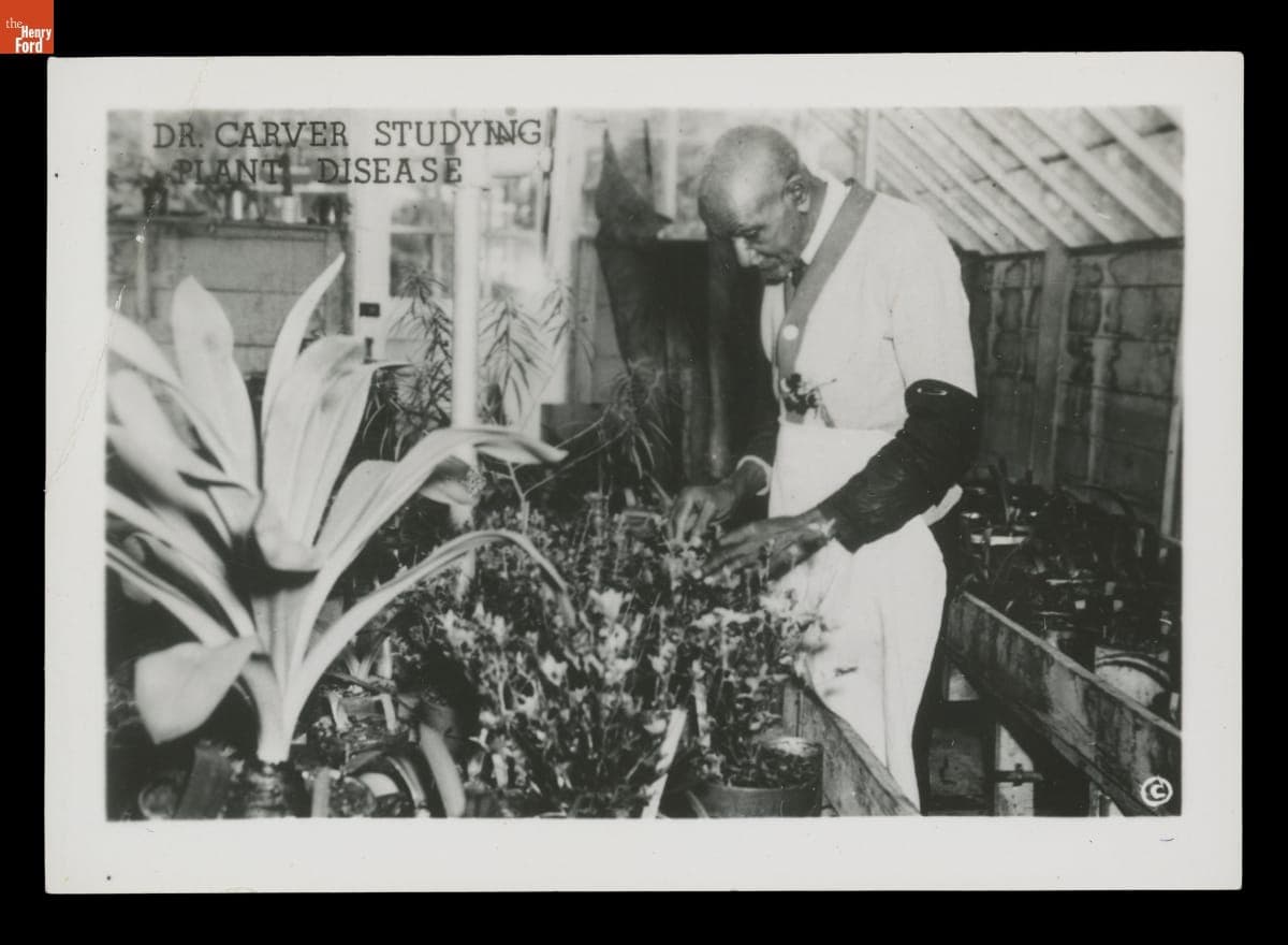 George Washington Carver in His Laboratory at Tuskegee Institute, "Dr. Carver Studying Plant Disease," 1938