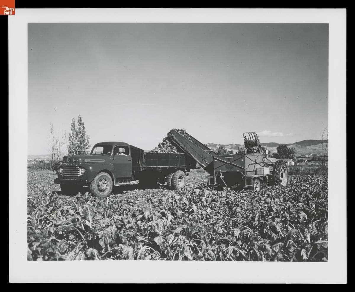 Ford F-7 Dump Truck and a Tractor-drawn Sugar Beet Harvester in a Field, 1950