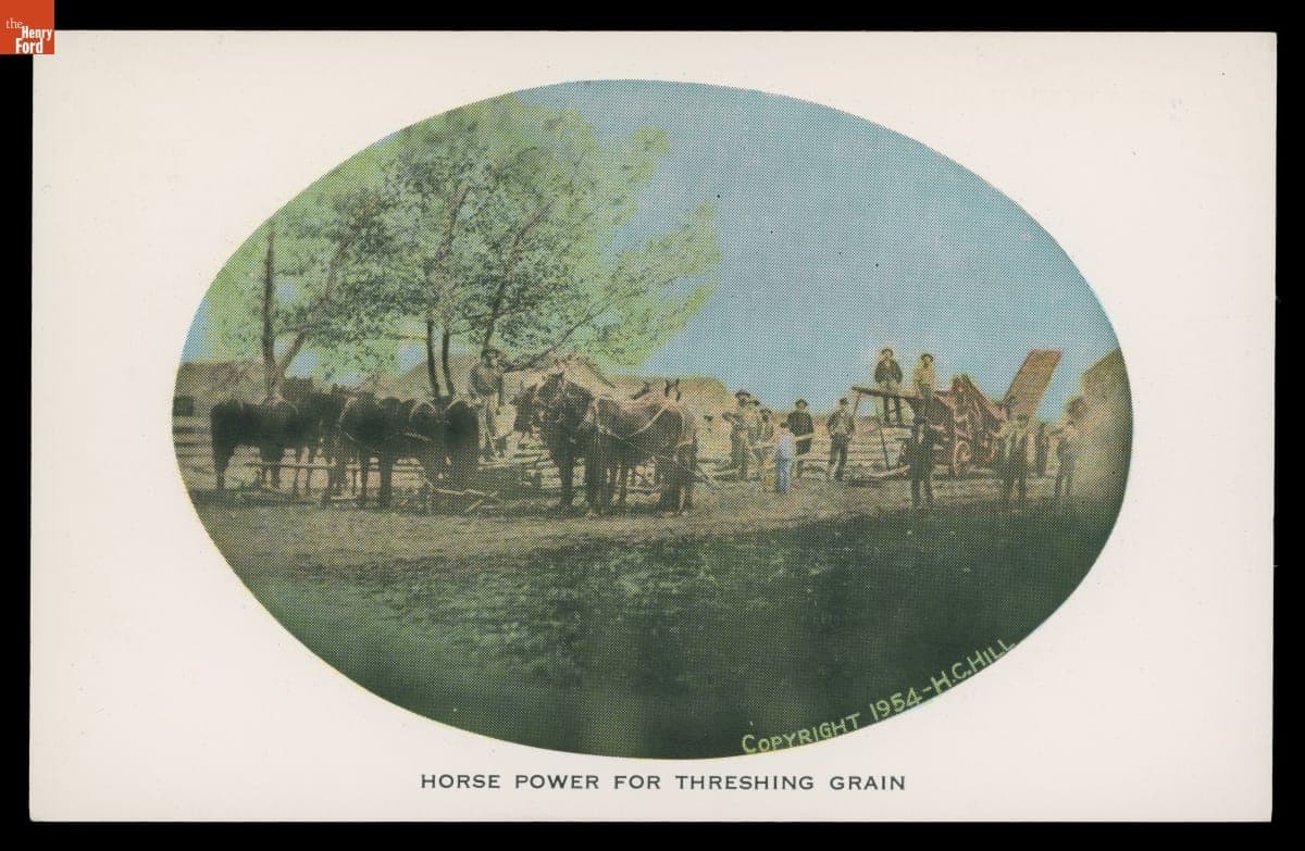 Horse Power for Threshing Grain, 1954