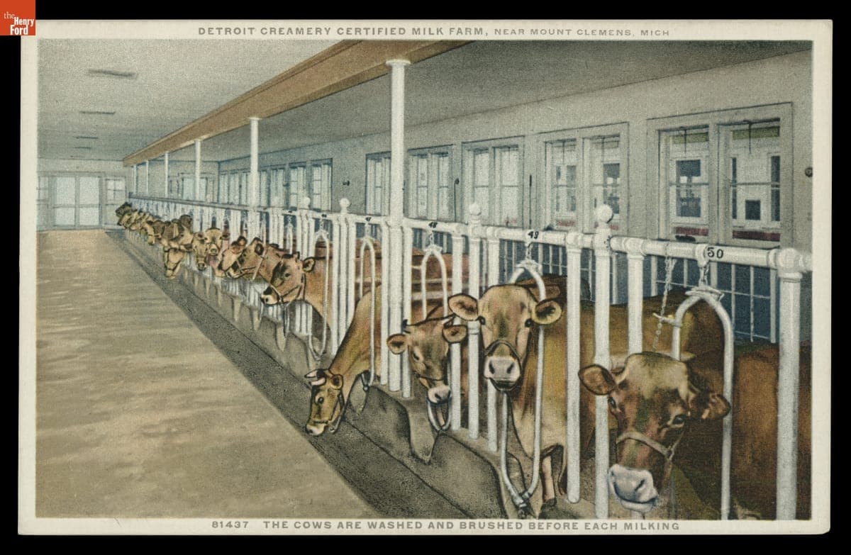 The Cows are Washed and Brushed before Each Milking, 1920-1930