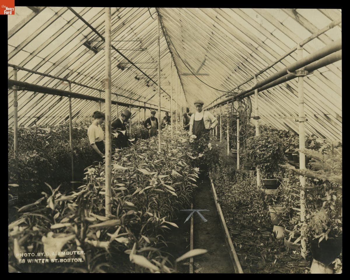 Workers in a Greenhouse, circa 1923