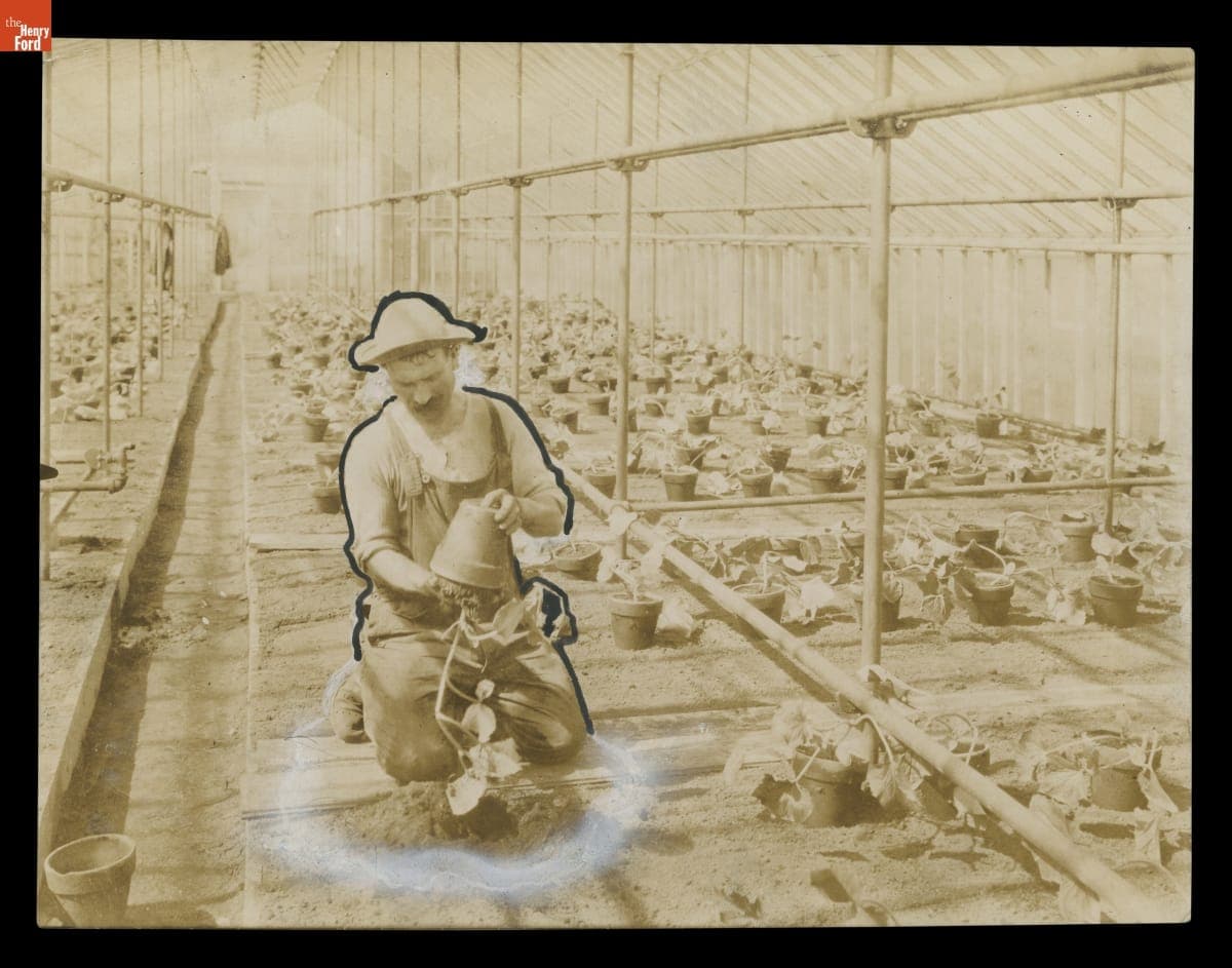 Market Gardener Working with Cucumber Plants, circa 1923