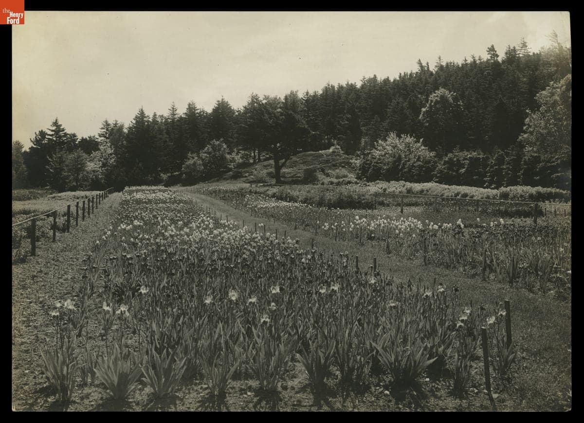 German Irises Growing in a Nursery, circa 1923