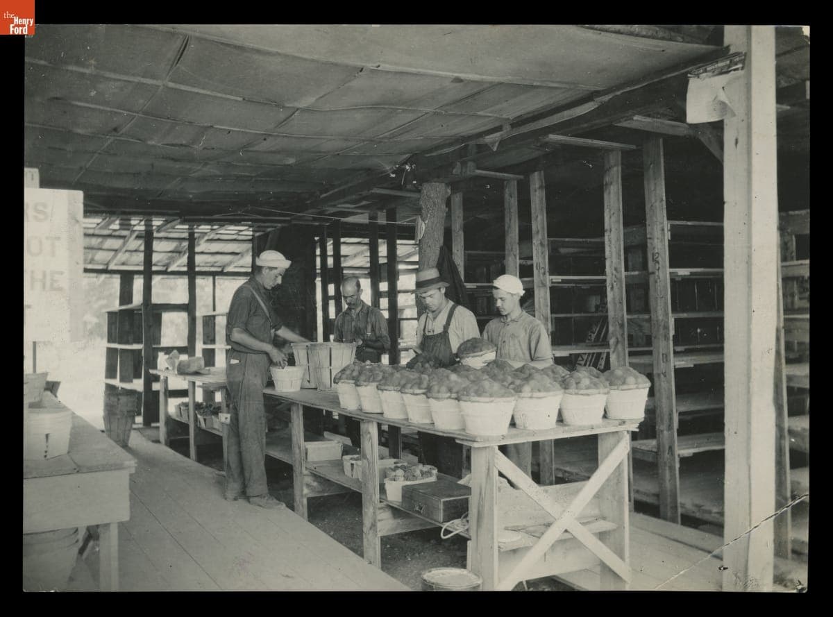 Packing Peaches, circa 1923