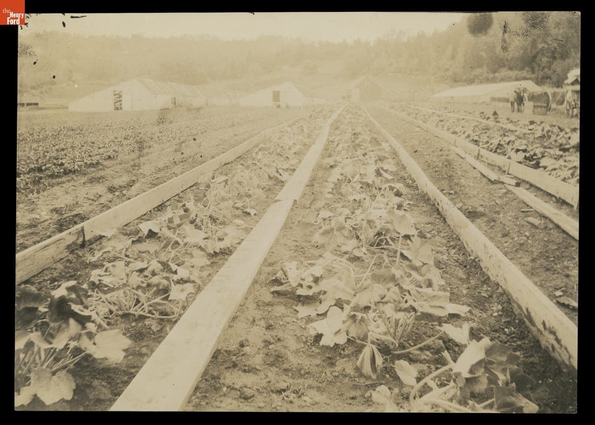 "Starting Squashes," circa 1923