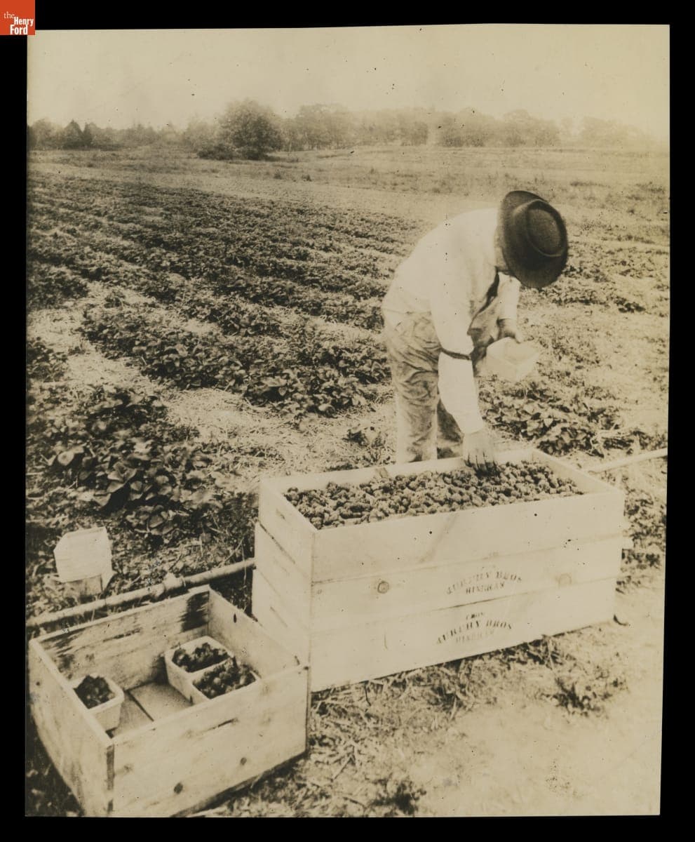 Picking the Strawberries, circa 1923