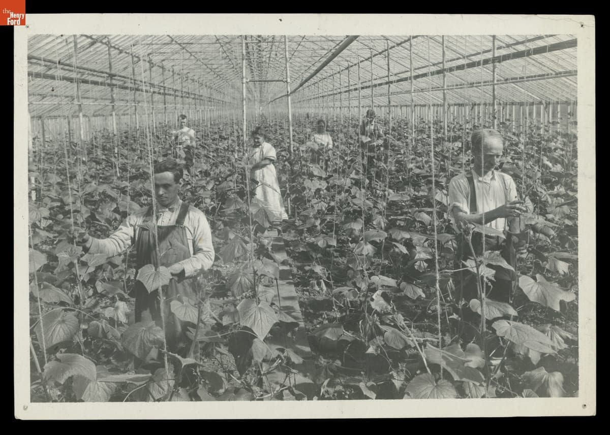 Workers in a Cucumber Greenhouse, circa 1923
