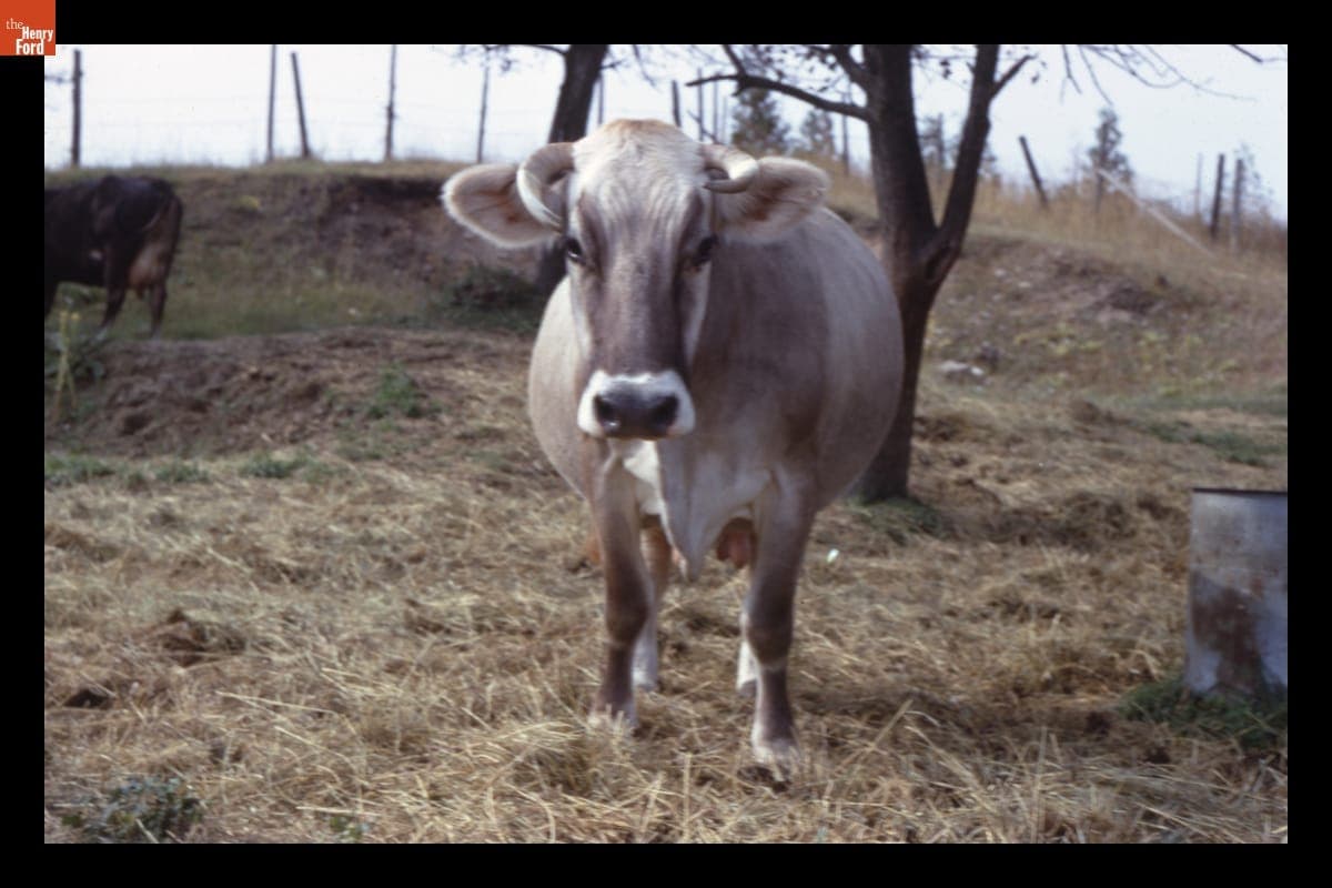 Brown Swiss Dairy Cow, 1960-1965