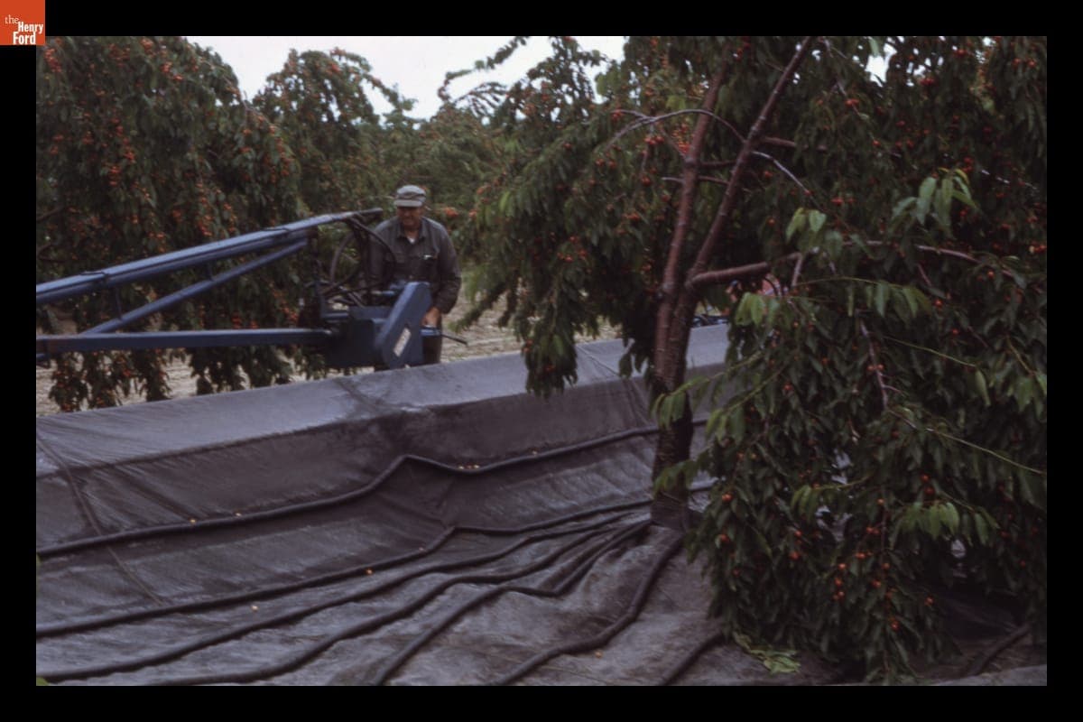 Henry Gee Preparing the Tree Shaker during Cherry Harvest, 1972
