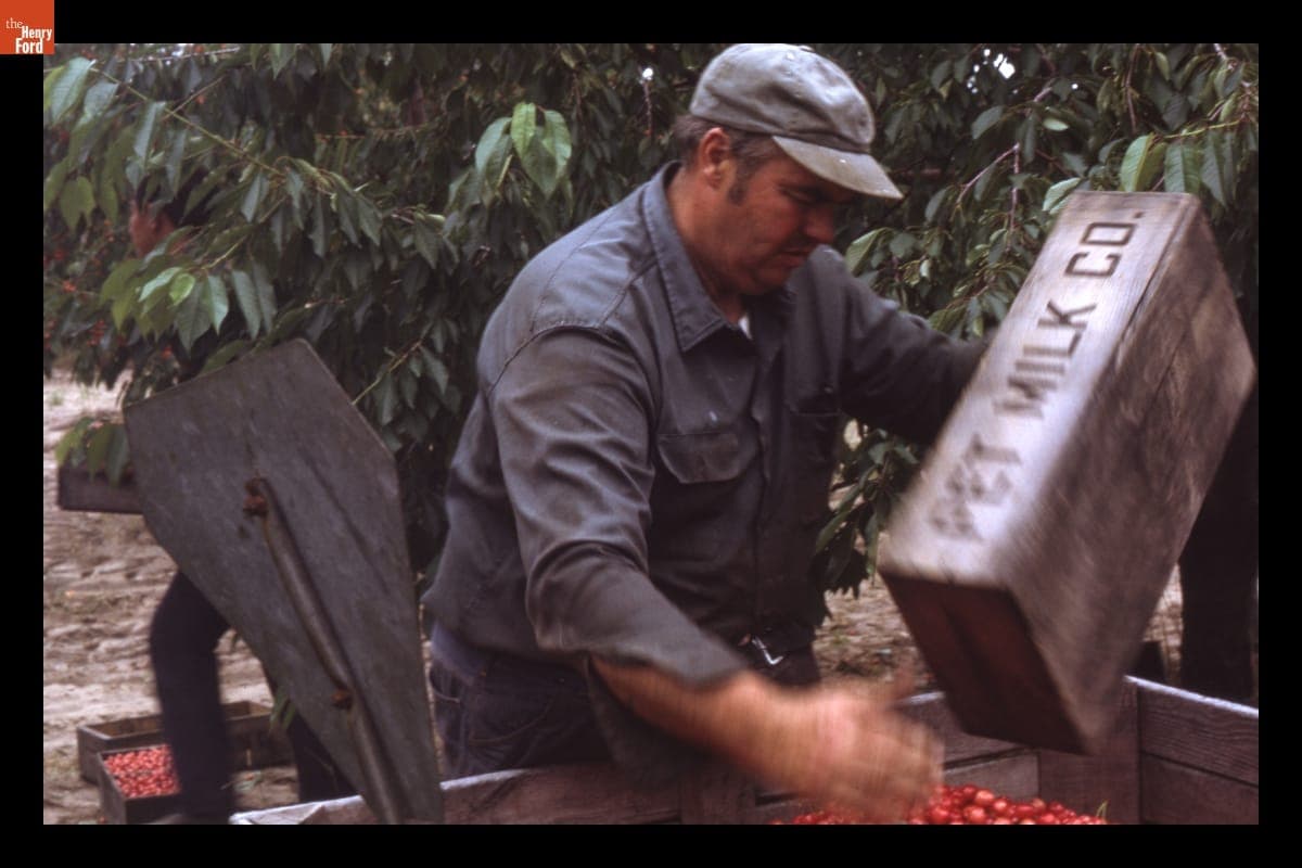 Henry Gee Loading Cherries into a Crate, 1972