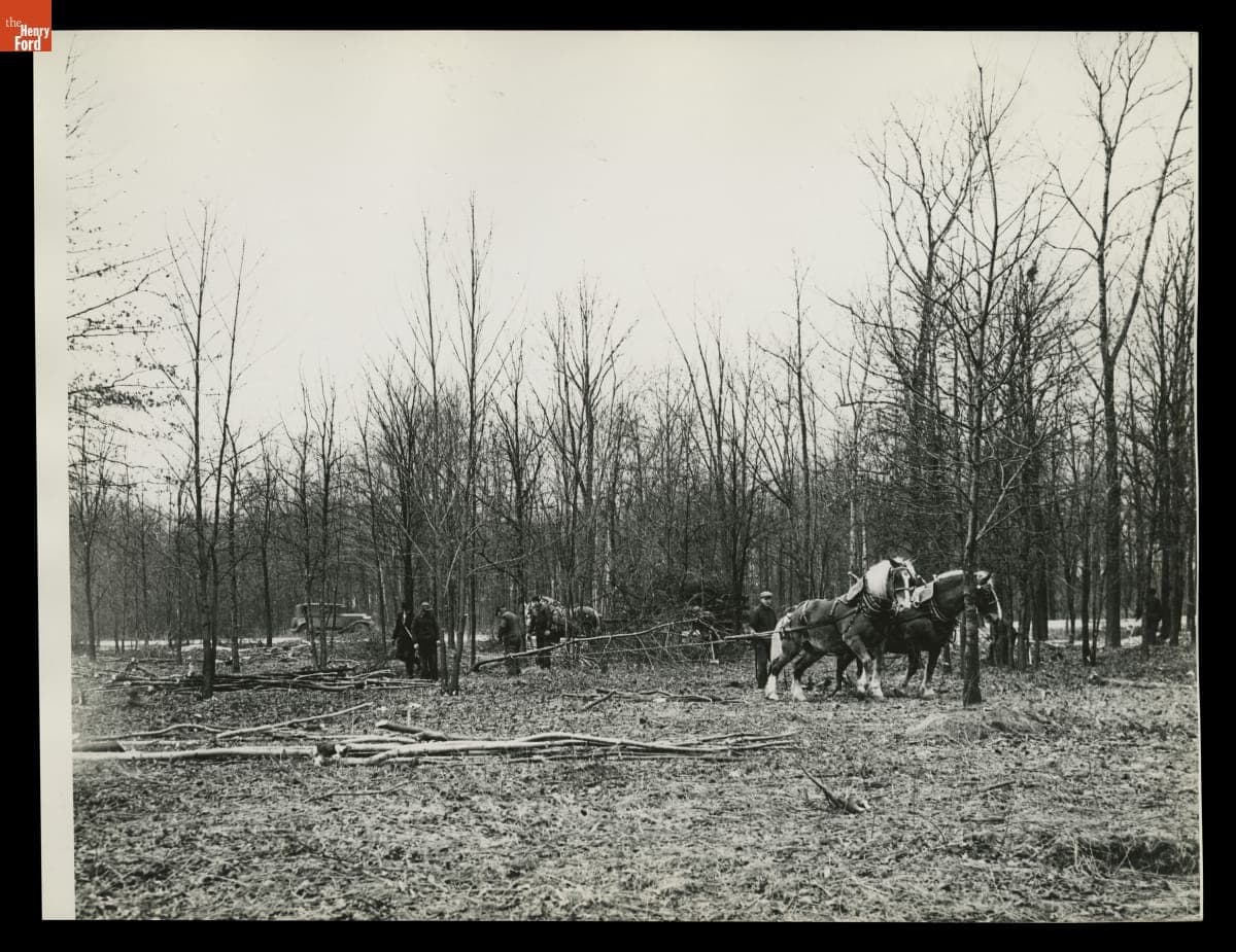 Clearing Felled Trees at Ford Airport, March 1937