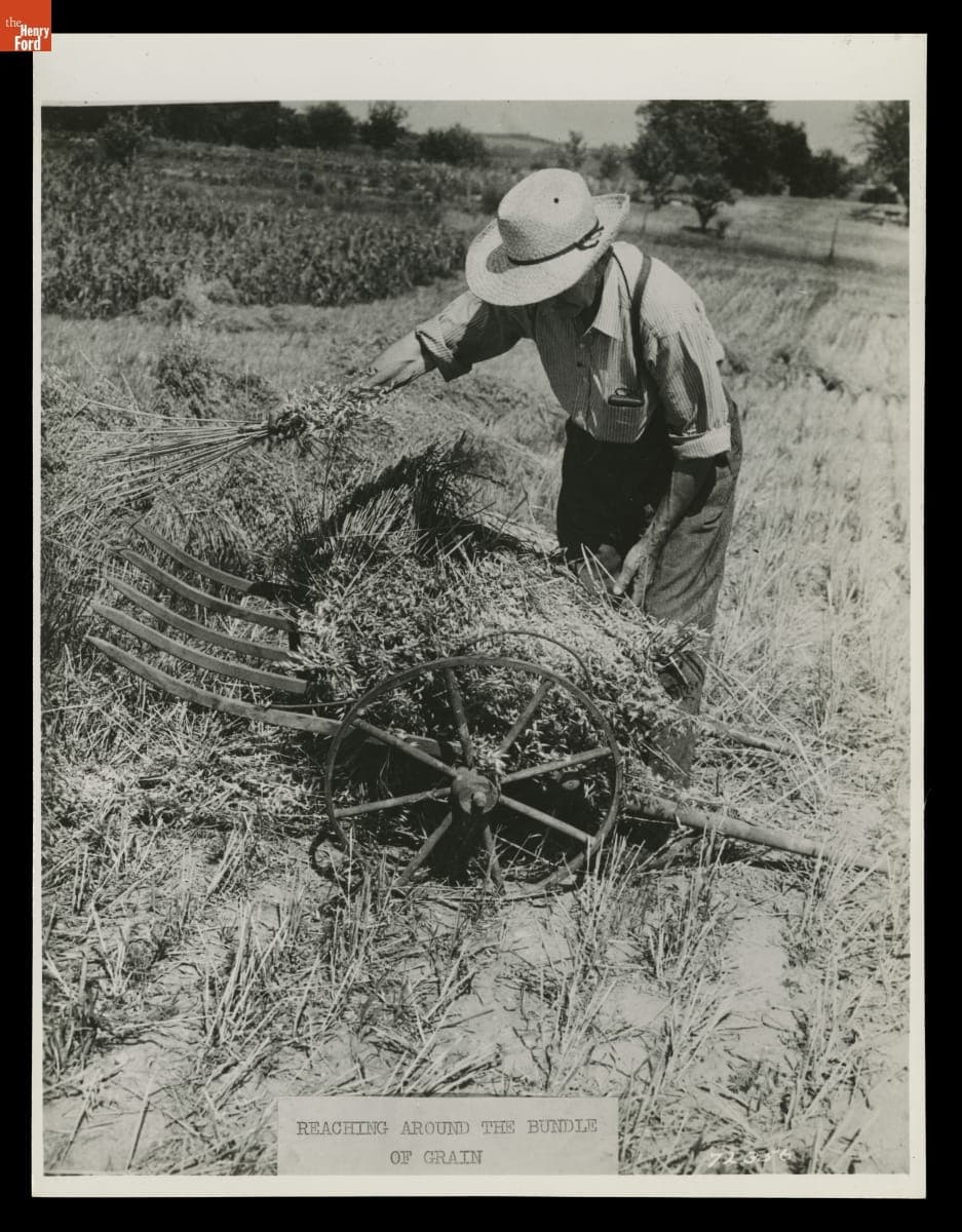 "Reaching Around the Bundle of Grain," H.H. Raby Harvesting Using a Grain Cradle, 1944